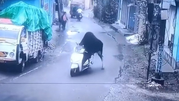 Bò 'lái' xe máy chạy trên phố