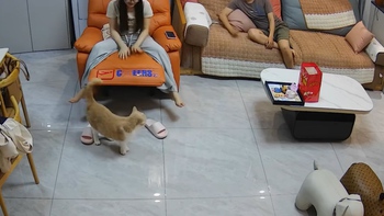 Mèo bối rối trước lựa chọn bên 'tình nhân' và 'pa tê xúc xích'
