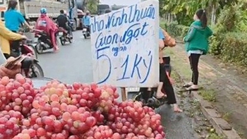 Thử tài tinh mắt: Nho Ninh Thuận giòn ngọt 5.000 đồng/kg