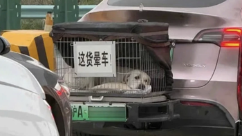Nổi tiếng vì chở chó cưng say xe đi du lịch khắp nơi