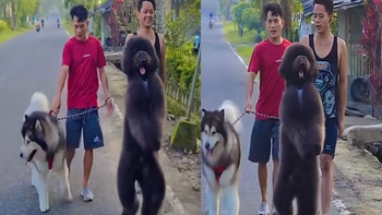 Chú chó đi hai chân nhìn dễ thương muốn xỉu