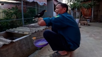 Con sáo thông minh chỉ 'ông nội' mới gọi về được