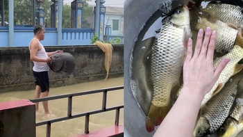 Cả nhà cầm lưới, nơm, rổ ra đường bắt cá mùa mưa lũ