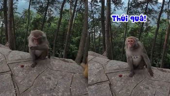Phản ứng cực hài của chú khỉ khi ngửi mùi sầu riêng