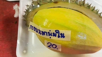 Ảnh vui 14-6: Nhìn rất sầu riêng, nhưng lại là xoài!