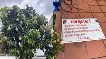 Ảnh vui 16-6: Xoài tặc hết đường hoành hành rồi nhá