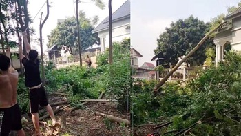 Màn hạ cây 'đi vào lòng đất'