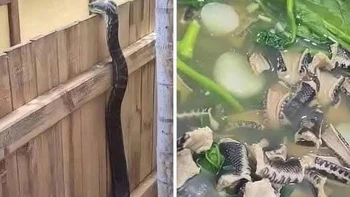 Ảnh vui 17-6: Cái kết của kẻ soi mói