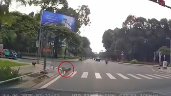 Hai chú chó ý thức, biết chờ đèn đỏ để sang đường
