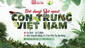 Triển lãm đầu tiên về đa dạng côn trùng Việt Nam của ĐH Duy Tân và Trường ĐH Đà Lạt