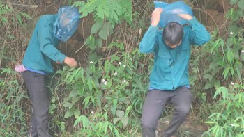 Cười sảng với thanh niên tay không bắt ong