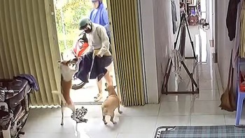 Chú chó nhảy hai chân mừng rỡ khi chủ về
