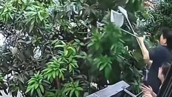 Kế hoạch trộm xoài hoàn hảo cho đến khi bị hàng xóm... lượm
