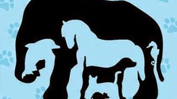 Thử tài tinh mắt: Có bao nhiêu con vật trong hình?