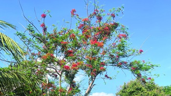 Cây phượng sắp chết