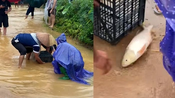 Dùng sọt nhựa bắt cá bơi lên đường mùa mưa lũ