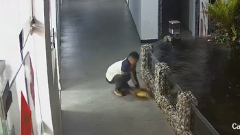 Cá Koi 'chấn thương sọ não' với màn giải cứu của chàng trai
