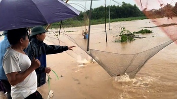 Kéo vó bắt cá khủng mùa mưa lũ ở Thái Nguyên