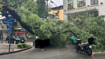 Cây phượng cỡ lớn gãy đè lên 3 ô tô ở Hà Nội