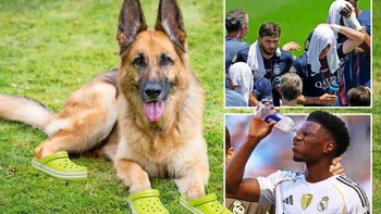 Chó nghiệp vụ đi dép Crocs gây sốt FIFA Club World Cup