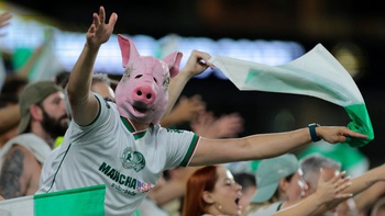 Câu chuyện fan Palmeiras tự hào gọi nhau là… ‘lũ heo’