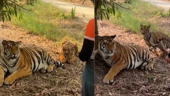 Hai chú hổ hú hồn khi thấy người đẹp lại gần