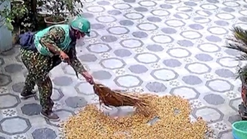 Shipper dọn đậu phộng giúp gia chủ khi trời mưa