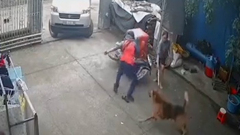Shipper hú hồn với 'chó nhà em ngoan lắm, không cắn ai đâu'
