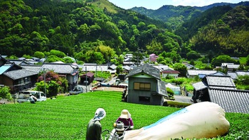 Cả thế giới đang uống matcha