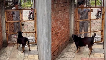 Chú chó hổ báo mang trong mình gan chuột nhắt