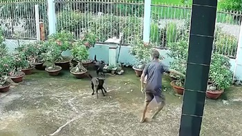 Hai chú chó xả thân cứu chủ thoát bị rắn cắn