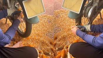 Cách tách hạt ngô khỏi lõi đơn giản mà nhiều người không biết