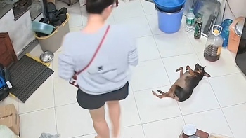 Chú chó tổn thương khi bị sen ngó lơ