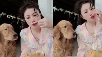 Golden thèm chảy nước miếng khi cô chủ hỏi 'có biết ăn bánh mì?'