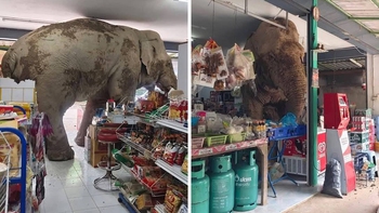 Bỏ rừng xuống phố, voi hoang dã vào cửa hàng tiện lợi kiếm ăn