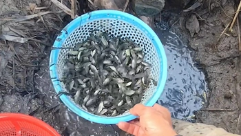 Chàng trai xúc được rổ cá rô trong vũng nước cạn ở miền Tây