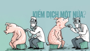 Kiểm dịch động vật: Chú heo bị bệnh... một nửa!