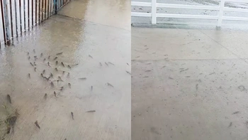 Đàn cá bơi tung tăng trên đường ngập sau cơn mưa lớn