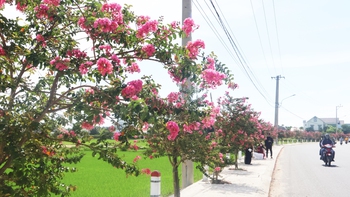 Đẹp nao lòng sắc hoa tường vi bên đồng lúa xanh ở Đà Nẵng