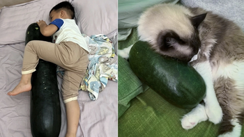 Có một trend lạ lắm: Ôm bí đao... đi ngủ!!!