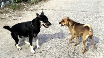 Nhiều lần bị chó cắn nhưng không tiêm phòng, nam tài xế nguy kịch vì bệnh dại