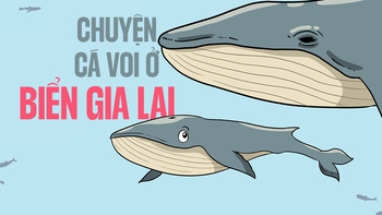 Tâm sự của hai mẹ con cá voi ở vùng biển Gia Lai