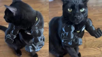 Chú mèo Batman