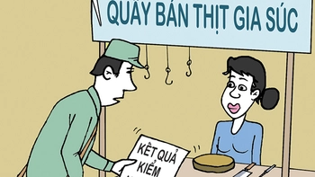 Dịch tả heo châu Phi: Thu hồi heo bệnh từ trong... dạ dày?