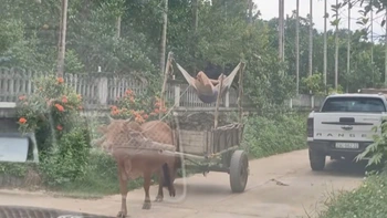Cụ ông cưỡi xe bò theo phong cách giường nằm