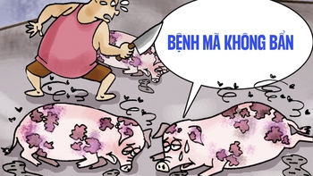 Heo bệnh không muốn bị mang tiếng là heo bẩn