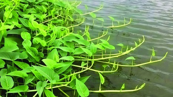 Rau muống ngày xưa...