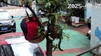 Mèo leo cây bắt gọn chim trong lồng