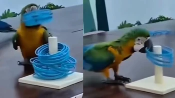 Chú vẹt ăn gian siêu hài hước
