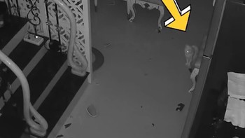 Cả nhà hú hồn chim én vì chú mèo 'báo thủ'